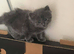 Kittens mixed breed