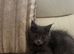 Adorable Grey Mainecoon/Ragdoll Boy