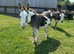 Jenny donkey