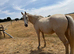 Palomino