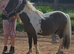 Mini shetland yearling colt