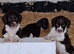 English Springer Spaniel Puppies