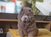Blue/lilac chow chow stud