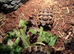 2 baby spur thighed tortoise