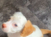 Cockapoo f1 pups  ready now