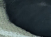 Stunning male black kitten available