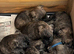 KC REGISTERED CAIRN TERRIER- BOY