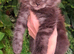 Pedigree Maine Coon kittens