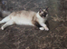 Female ragdoll cats