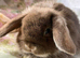 Adults and babies for sale pure bred mini lops