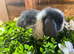 Mini lops and lion lops