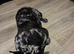 Beautiful Merle French Bulldog