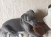 Beautiful KC Blue Whippet Puppies