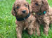 Fox Red Cockapoo Puppies