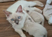 Beautiful ragdoll kittens