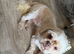 2 year old Shih Tzu