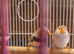 Penguin finch hen