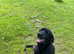 Black Labrador Female 27months old