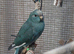 Three Kakariki siblings