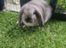 Seal point mini lop baby rabbits only 2 boys left