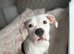 Female American bulldog