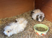 Baby guinea pigs