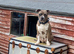 2yr old Female Staffy x American Bulldog