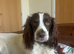 Cocker spaniel stud dog available.