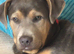 2 cane corso cross