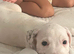 American bulldog