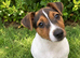 jack Russell