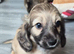 Long haired miniature daschund pups