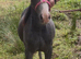 Beautiful yearling colt