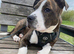 Staffordshire bull terrier x American bulldog