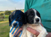 Springer spaniel puppies