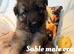 Glenconner German shepherds