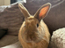 3 year old female rabbit