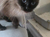 Beautiful 6 year old seal point Ragdoll