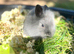 Beautiful mini lionlops *Reserved*