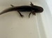 Axolotl