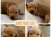 Beautiful Double Doodle puppies for sale