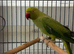 Ringneck parrot