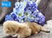 Kittens ready 17/10/26