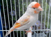 Siberian gold finch mule