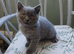 British shorthair kittens ( Blue)