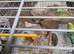 Zebra finch