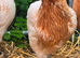 Rumpless Araucana Trio