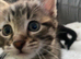 3 LEFT stunning Bengal kittens READY NOW