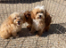 Beautiful cavapoo pups ready to leave