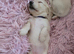 Gorgeous Clear Cream Mini Dachshunds